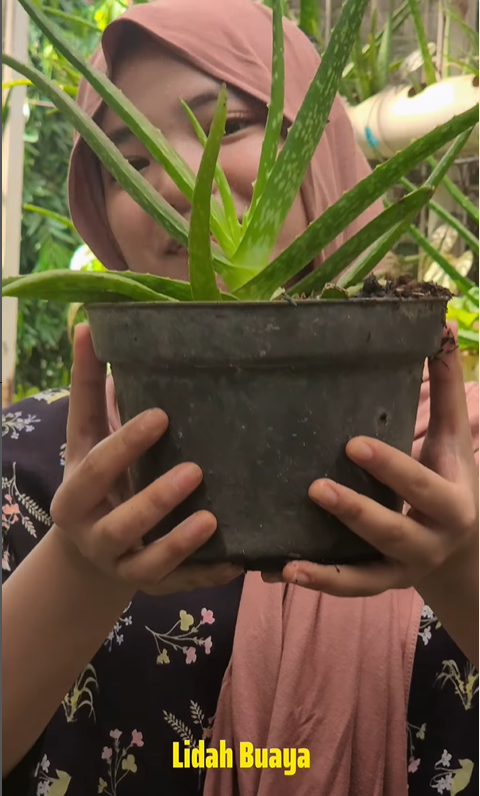 Urban Farming: “Sedikit Ruang, Banyak Kehidupan”